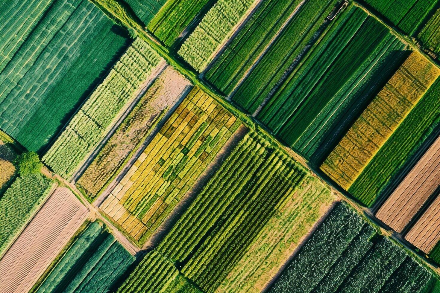 aerial-view-of-a-field-of-crops-background-free-photo