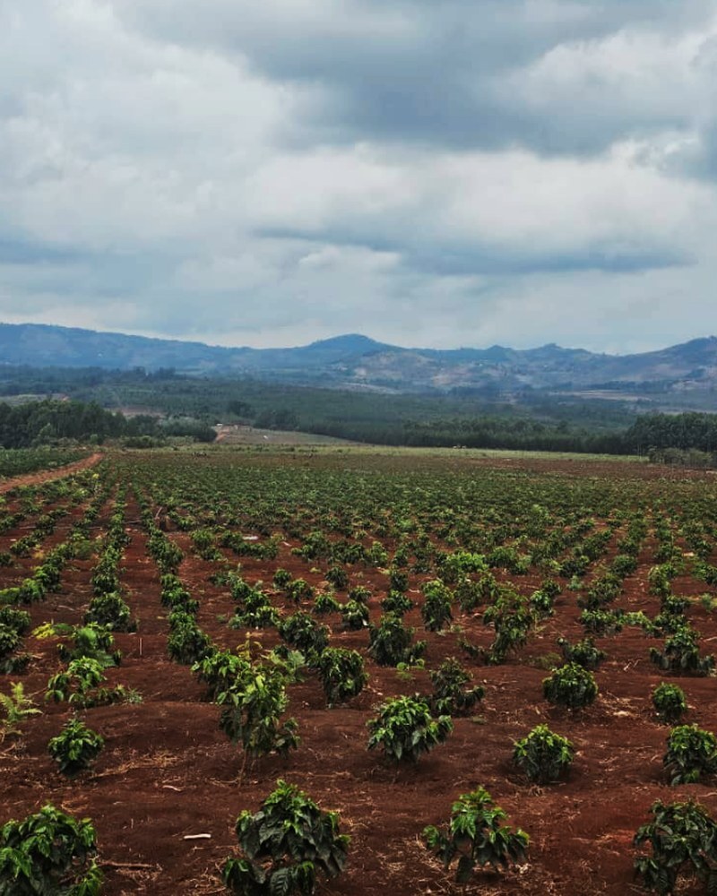 audience-corporates_coffee-field_4x5