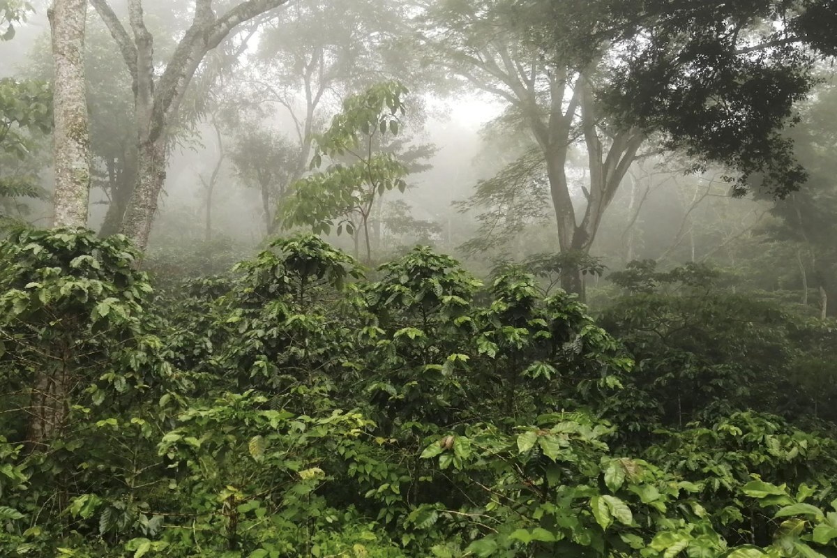 case-hrns_coffee-agroforestry_3x2