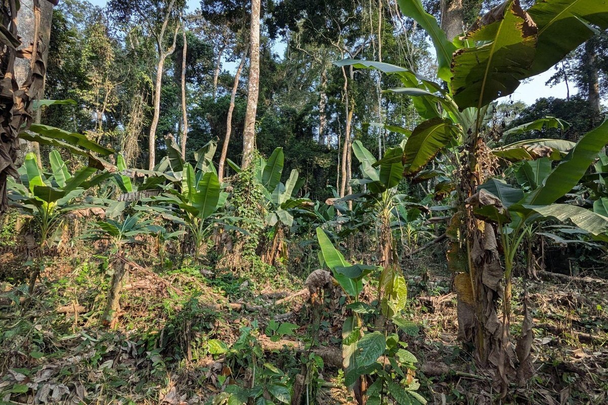 case-natureplus_cocoa-agroforestry_3x2